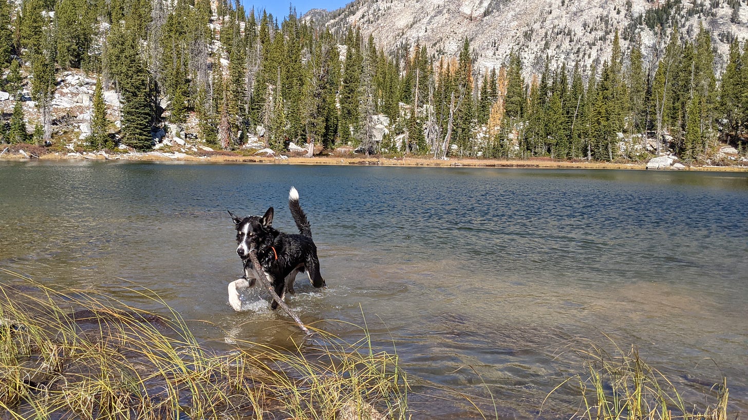 Border collie dragging a stick back toward shore in an alpine lake Border collie dragging a stick back toward shore in an alpine lake