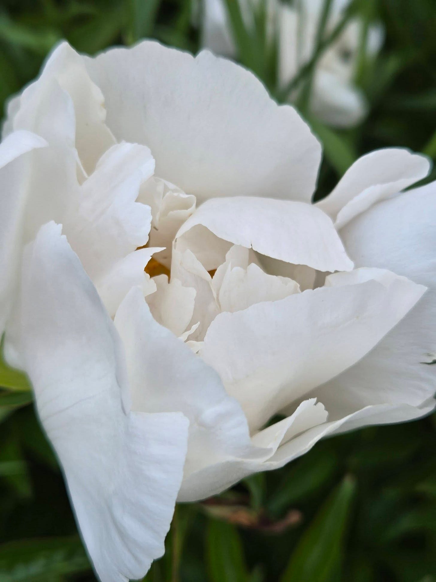 May be an image of peony