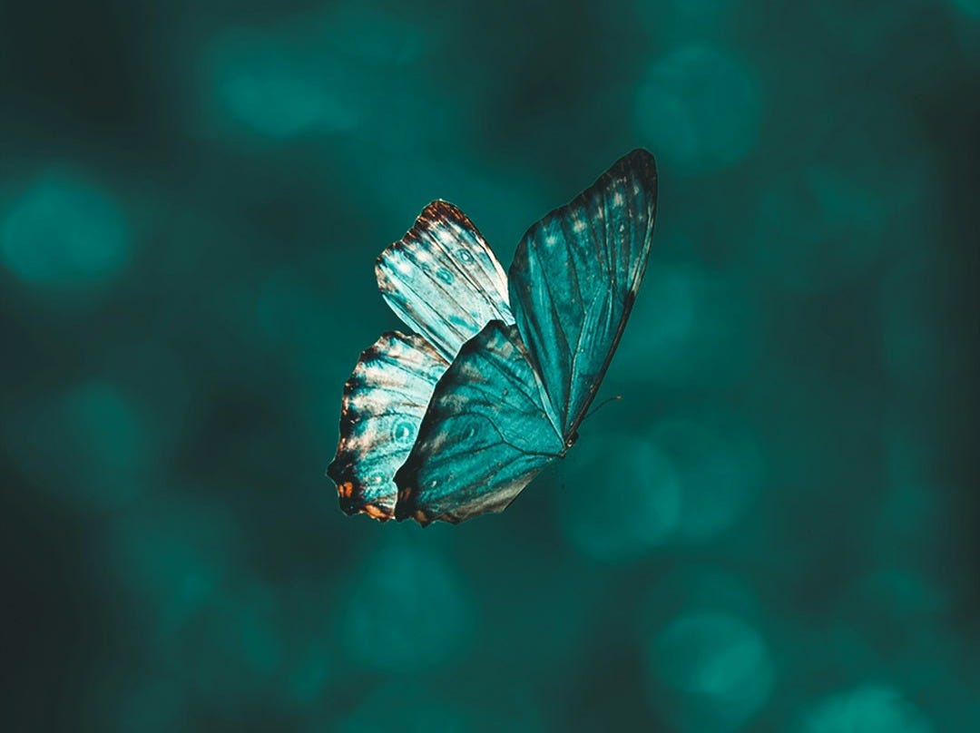 blue and black butterfly in close up photography blue and black butterfly in close up photography