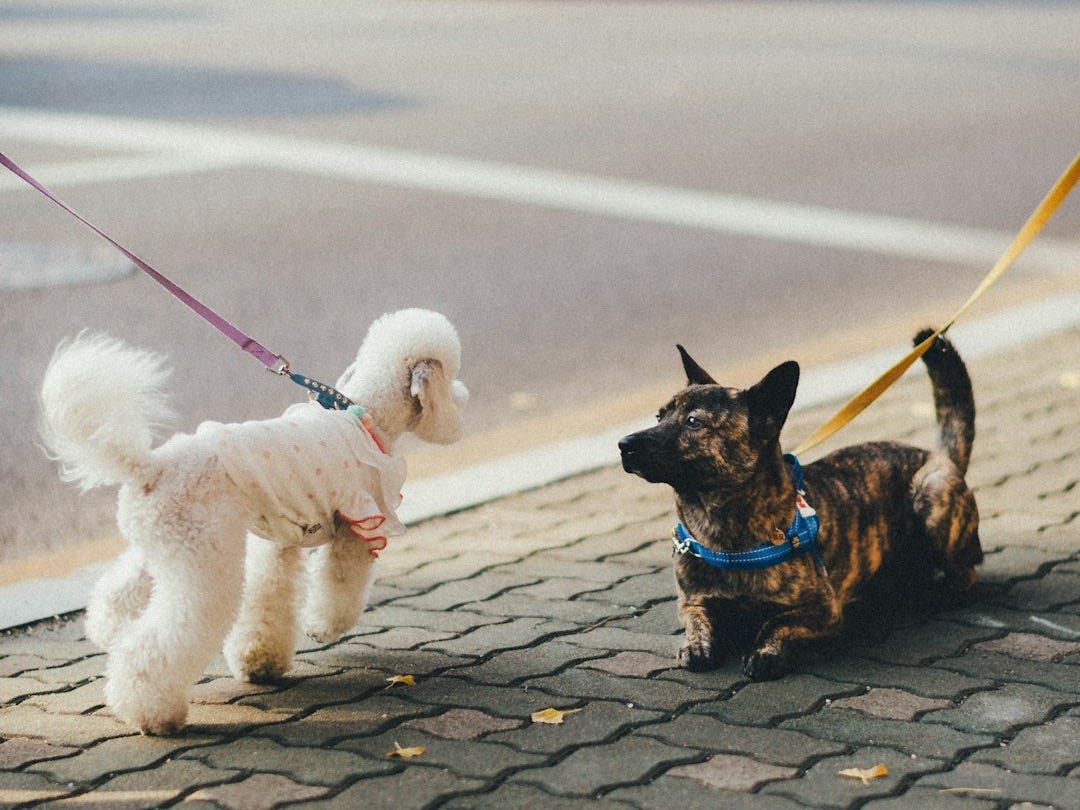 brown and black short coated small dog with white long coat small dog on gray concrete