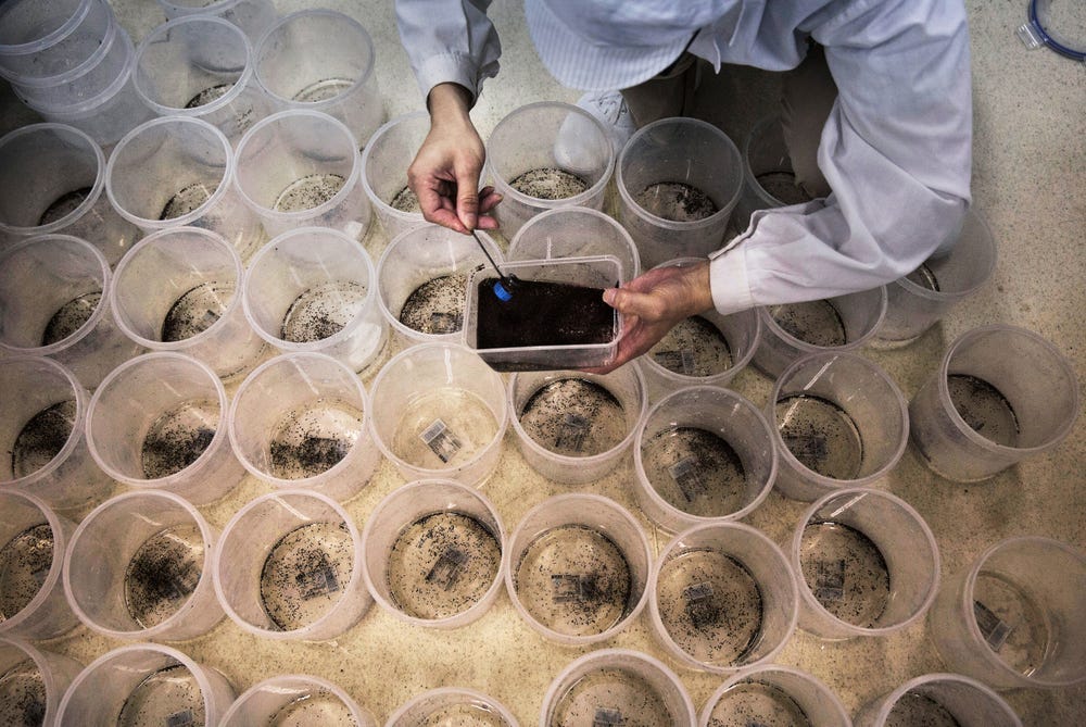 World's Largest Mosquito Factory