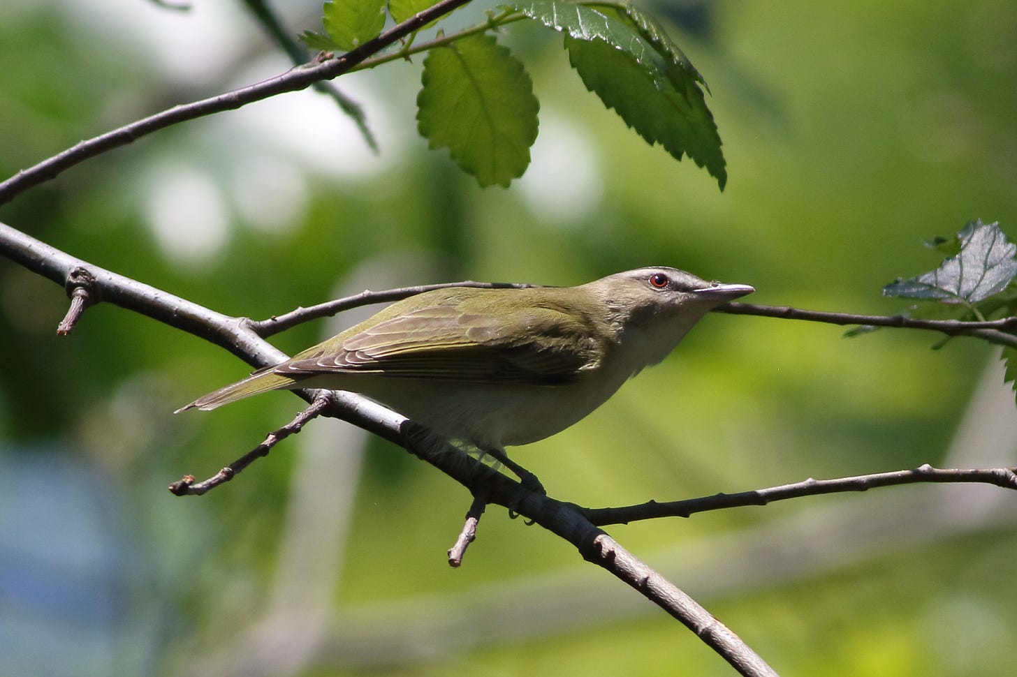 A red-eyed vireo perched on a slender elm branch, looking toward the right and slightly upward. The bird has an olive-green back and wings with a clean white underside (turned gray by shadow in this photo). The bird's head features a gray cap and a distinct white eyebrow stripe bordered by black. Most notably, the bird’s bright, ruby-red eye is sharp and clear in the sunlight. The background is a soft-focus wash of green elm leaves and bright, dappled light.