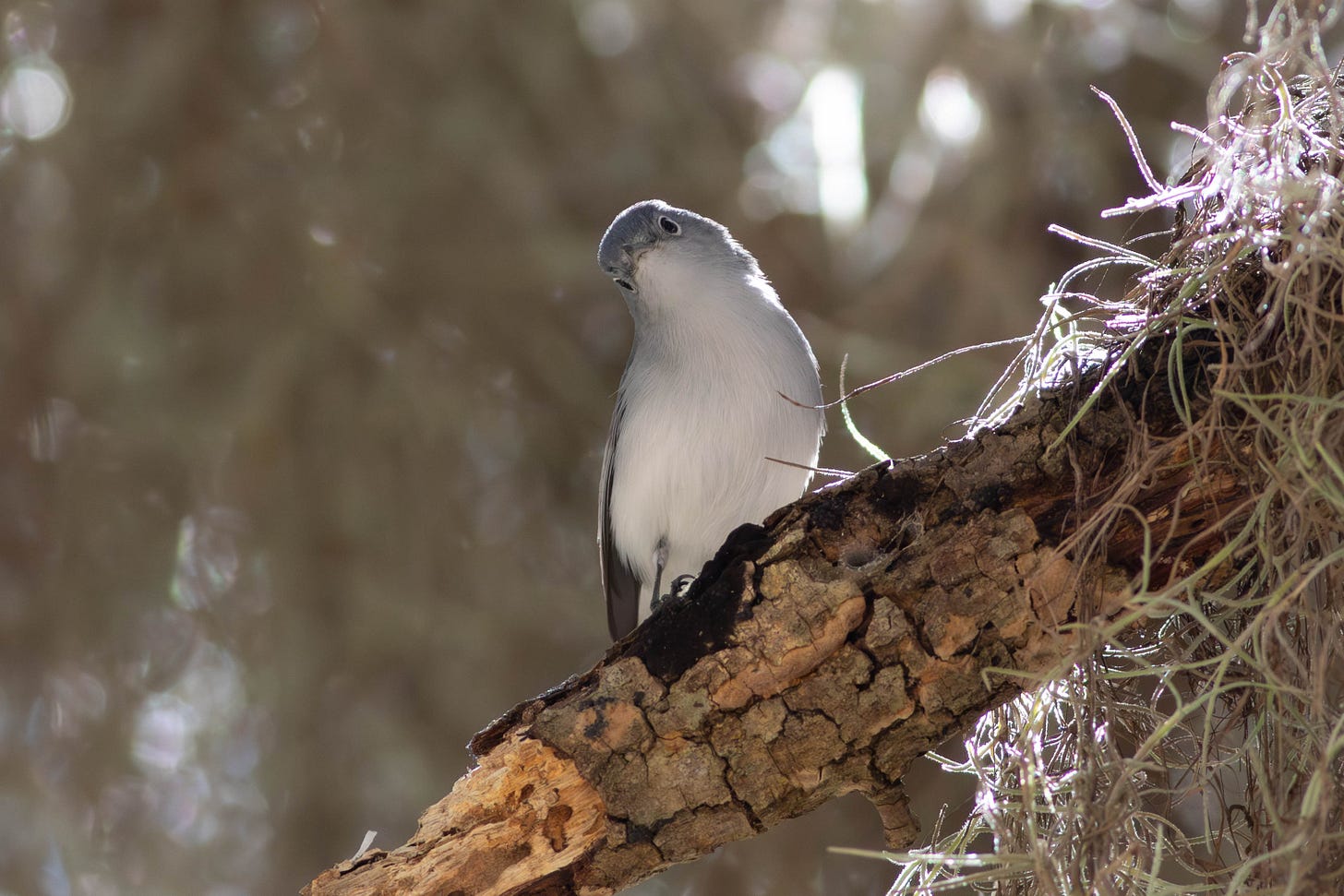Facing the camera, a blue-gray gnatcatcher on a fat branch. The gnatcatcher is a small blue-gray bird, though in this photo, the bird's white underside is on display and only the blue-gray of crown and face are visible. The bird's eyes are ringed with white and stare at the camera; the bird's head is tilted to the left. The head tilt plus fixed gaze resemble a cross, judgmental stare. Curly gray Spanish moss hangs from part of the branch and forms the entire background, a soft focus gray with bits of sparkly sunlight peeping through.