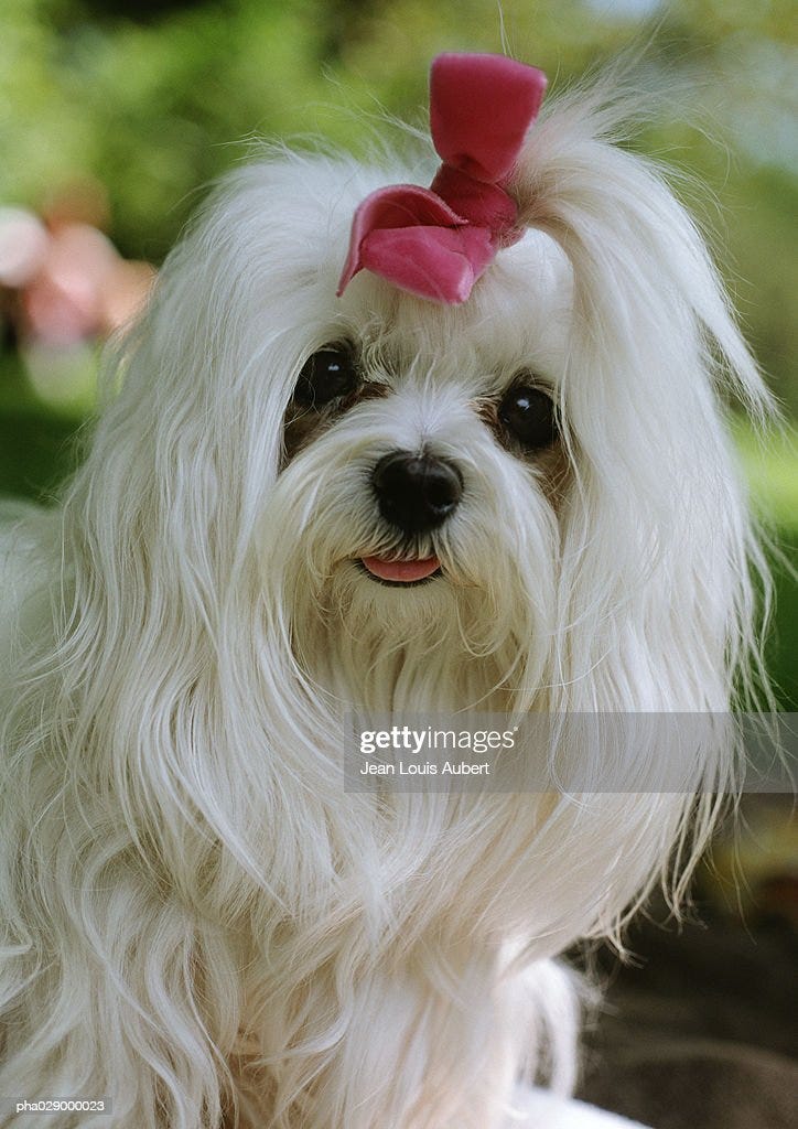 Small Longhaired White Dog With Bow On Head Photo - Getty Images