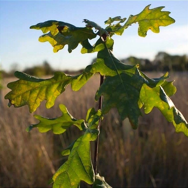 Addressing the possible shortfall of oak for the 2022/23 planting season –  Forestry Commission