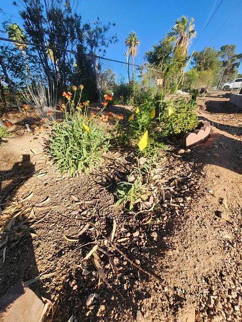 A collaborative community project envisioned and organized by Robin Motzer. Team members include Gillian Paine Murietta, Community Gardens of Tucson, Keith Lierman, Tucson Organic Gardeners, and volunteers, businesses and the City of Tucson Parks and Rec.