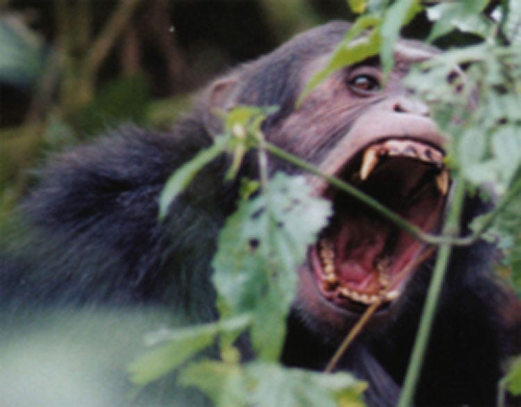 ASA/NOISE-CON 2005 Lay Language Papers -Chimpanzees Know When to Keep Quiet