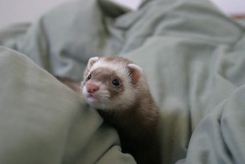 weasel weasel