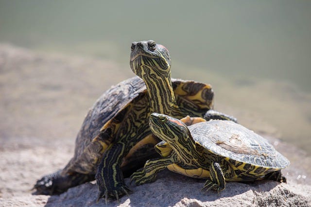 An image of two turtles on the sand