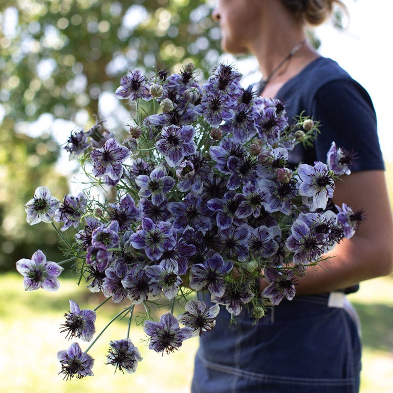 An armload of Love-in-a-Mist Delft Blue