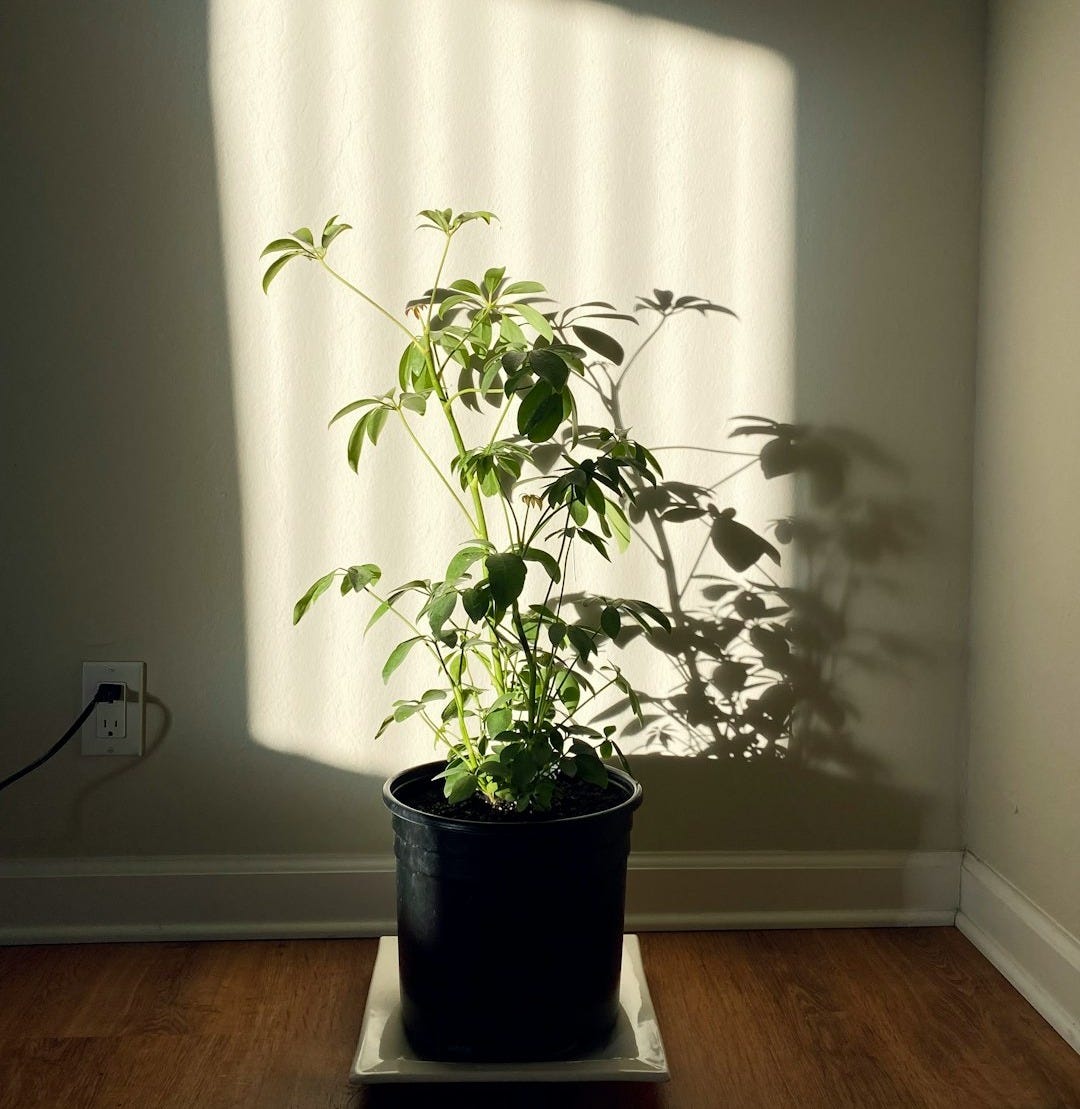 self watering for potted plants Mini Self-Watering Planter Kris Dry Goods
