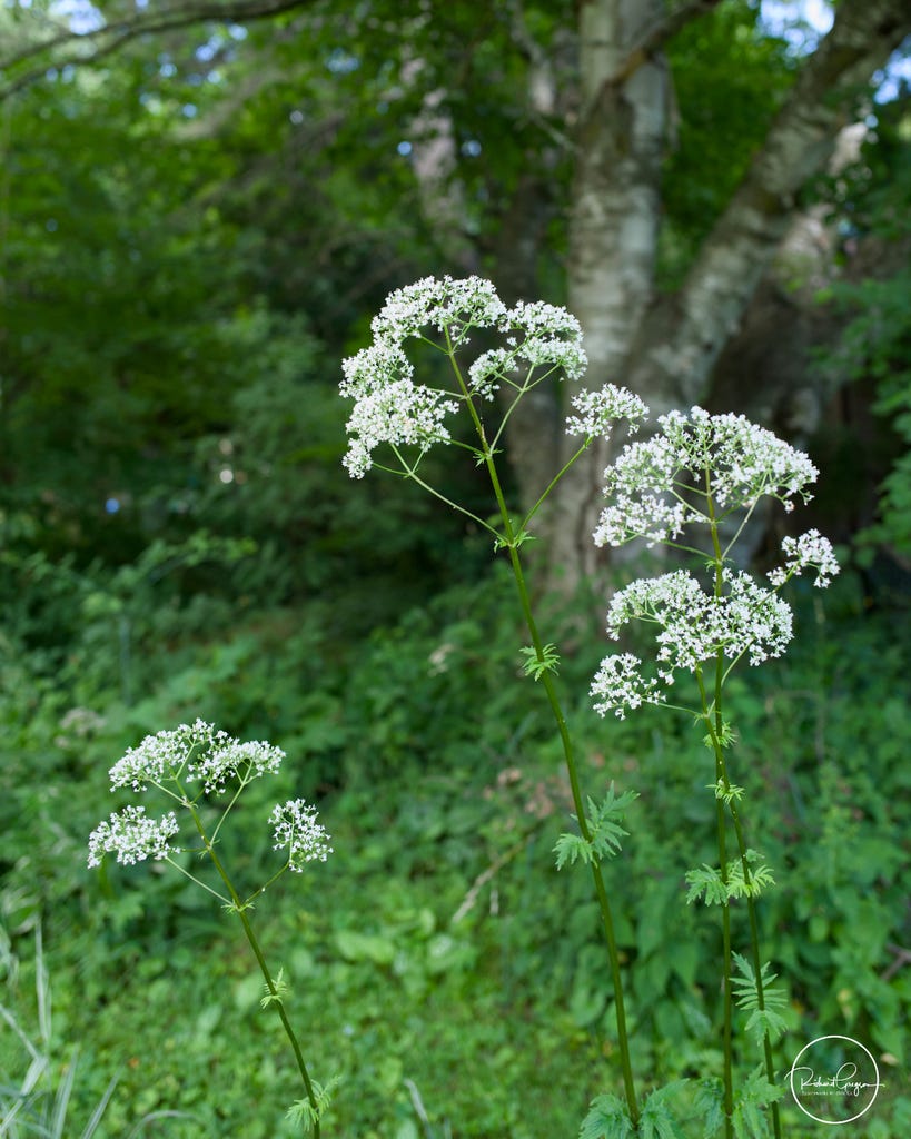 Common Valerian