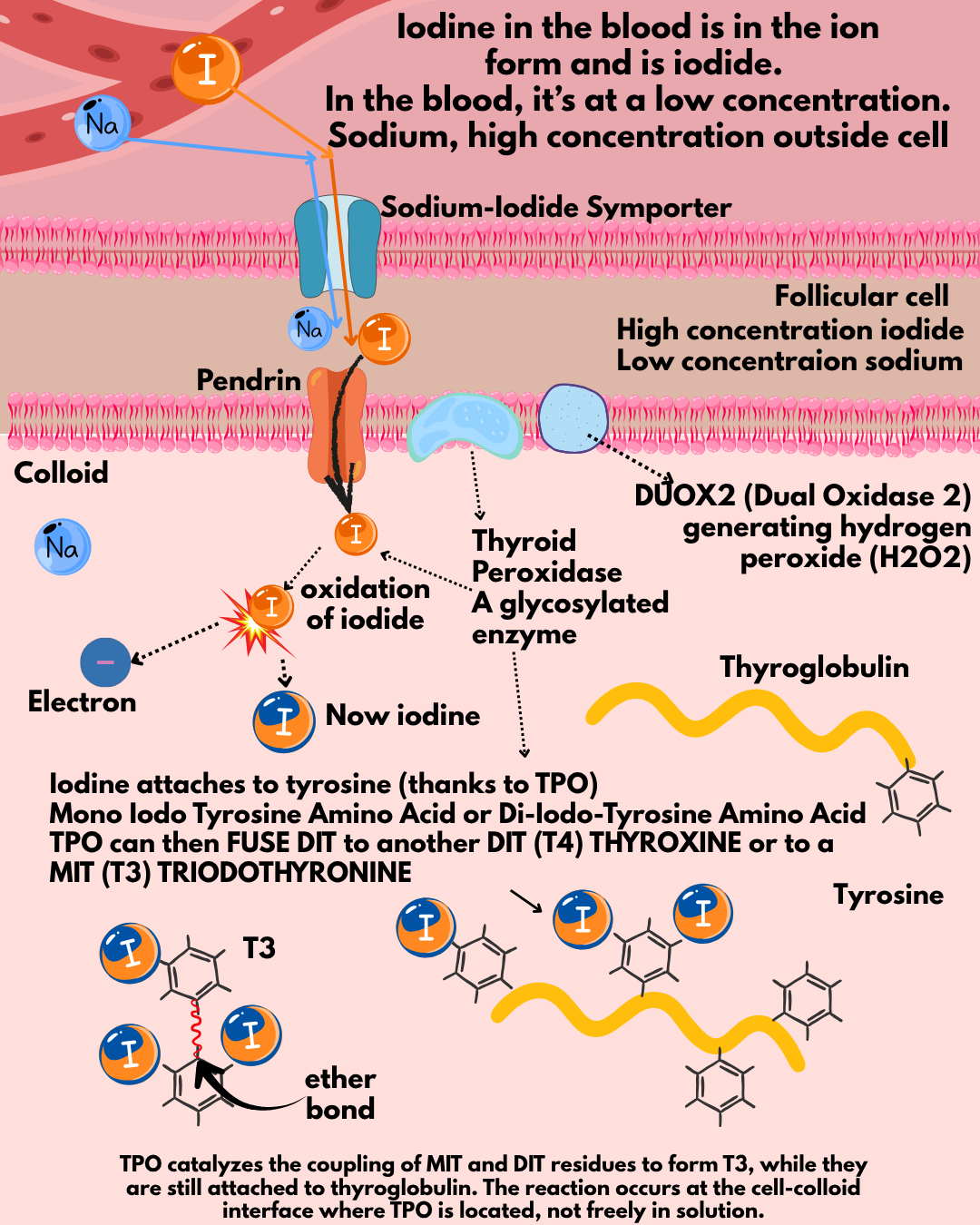 Curated visual reference: Gallery Detail: Thyroid Hormone The Wizard Of Atp Heat And The Basal