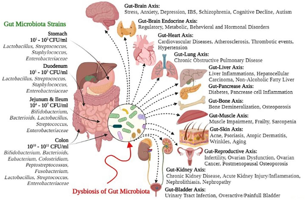 gut microbiome health impacts