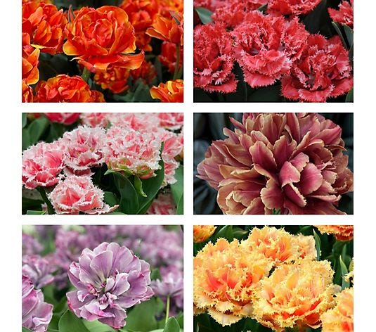 Thompson&Morgan Tulip Doubles Collection 30 Bulbs