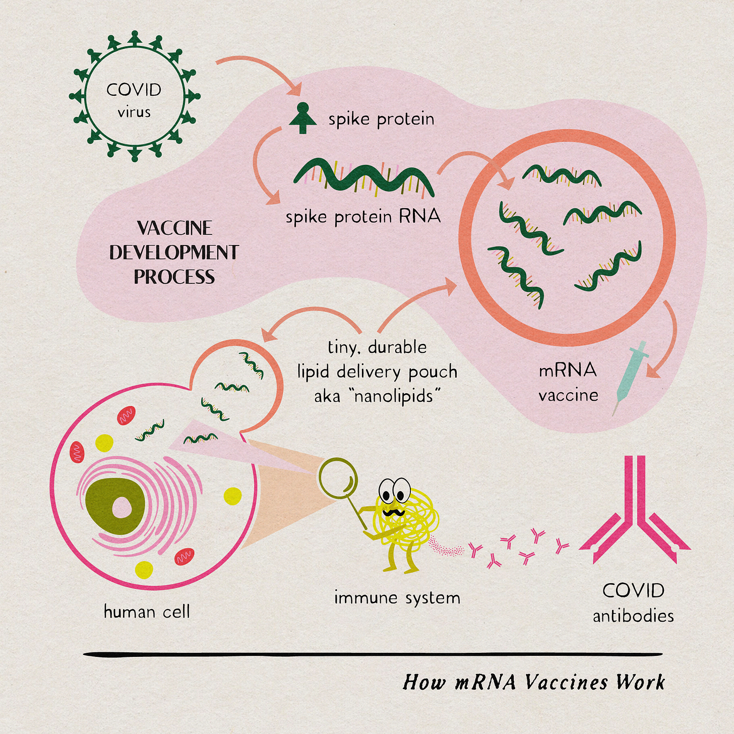 A graphic showing how mRNA works.