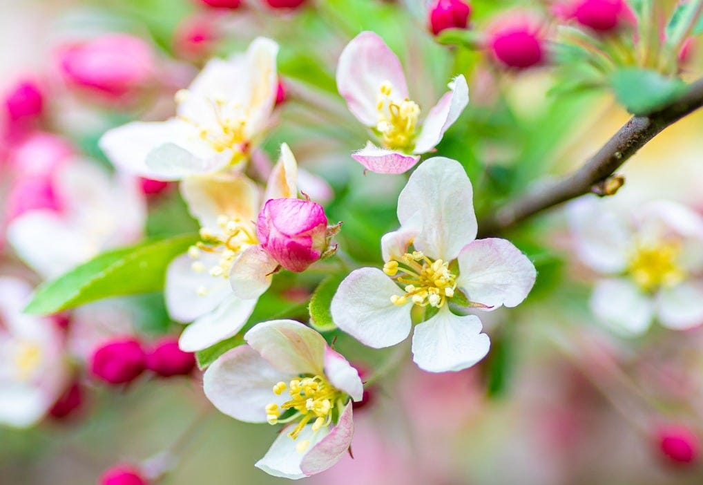 white and pink cherry blossom in close up photography white and pink cherry blossom in close up photography