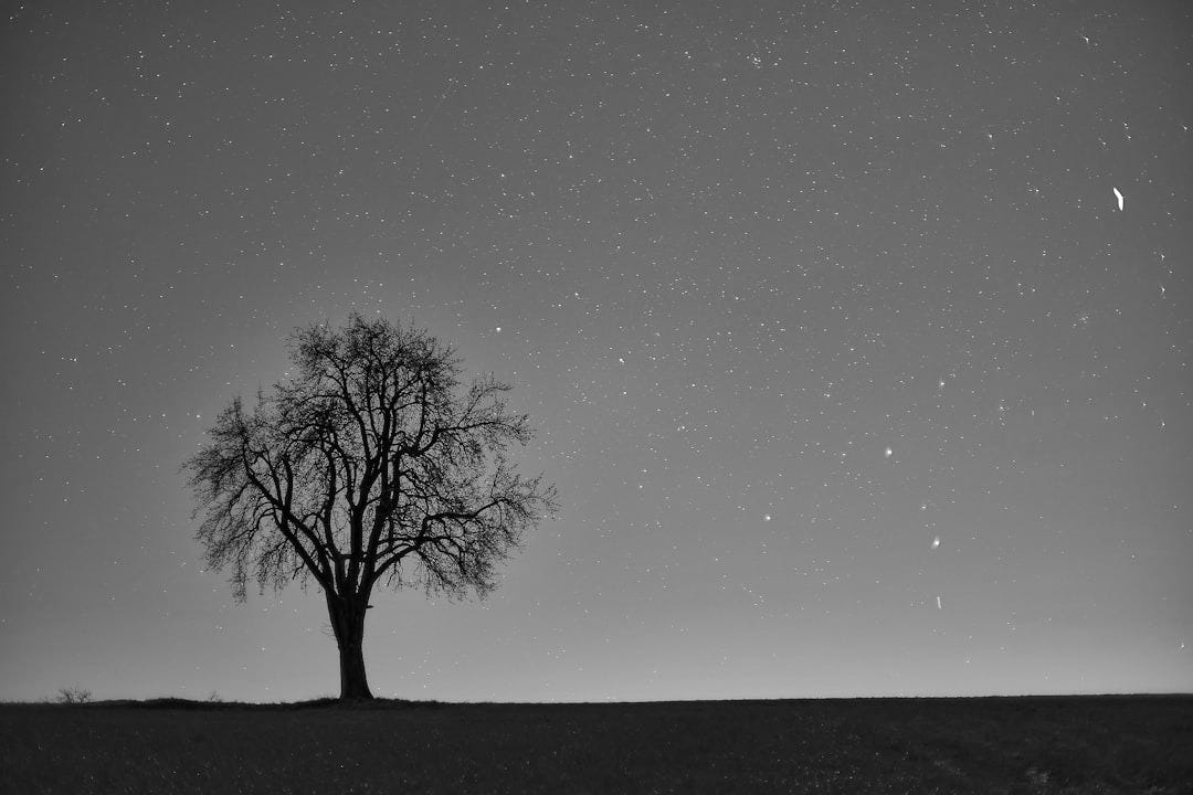 bare tree on green grass field under blue sky during night time bare tree on green grass field under blue sky during night time