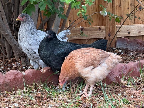 raspberry bushes and chickens