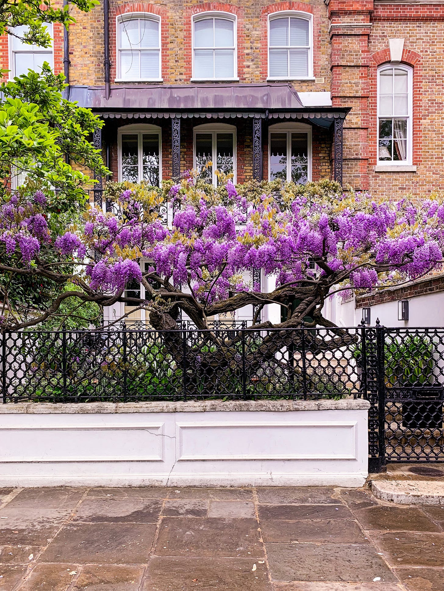 Wisteria Season in London: A Slow Walk Through the Most Beautiful Streets  Right Now