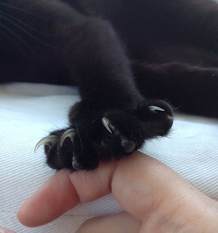 Black Cat Paw with Claws Black Cat Paw with Claws