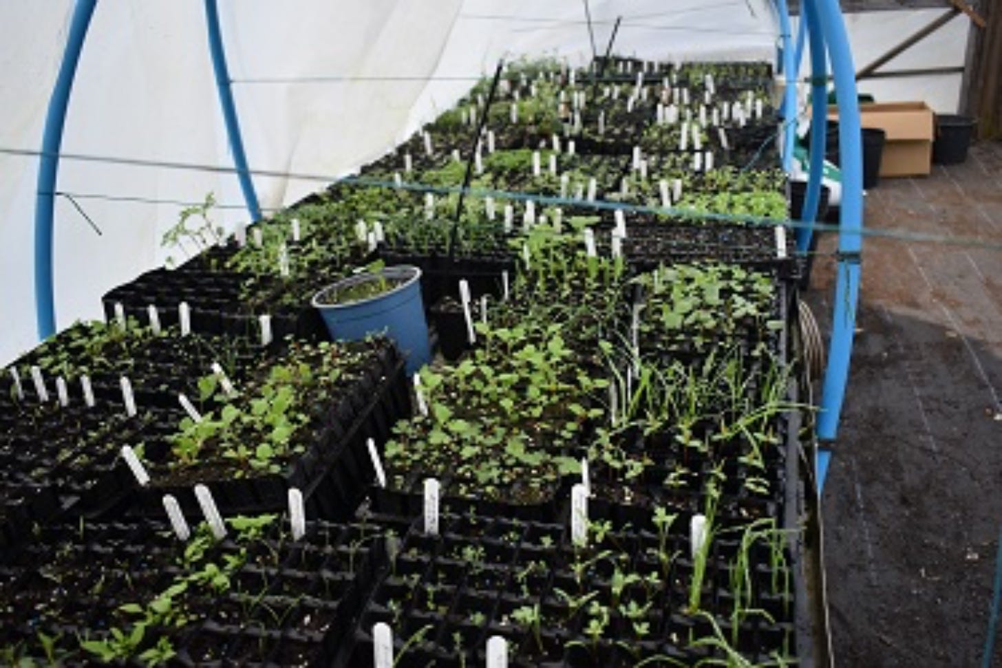 A polytunnel interior with labelled pots and trays