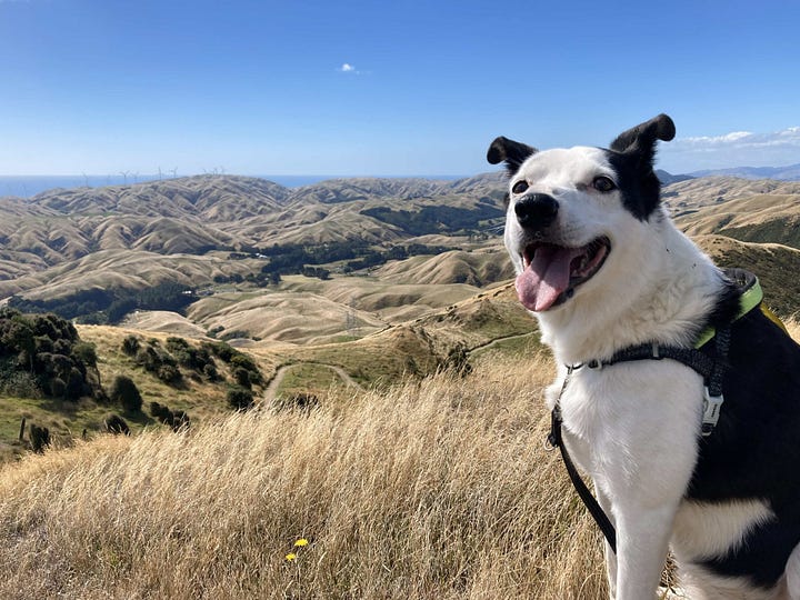 Both photos show a black and white dog sitting and looking at the camera, mouth open, looking very happy, with golden grass-covered hills and a blue sky in the background