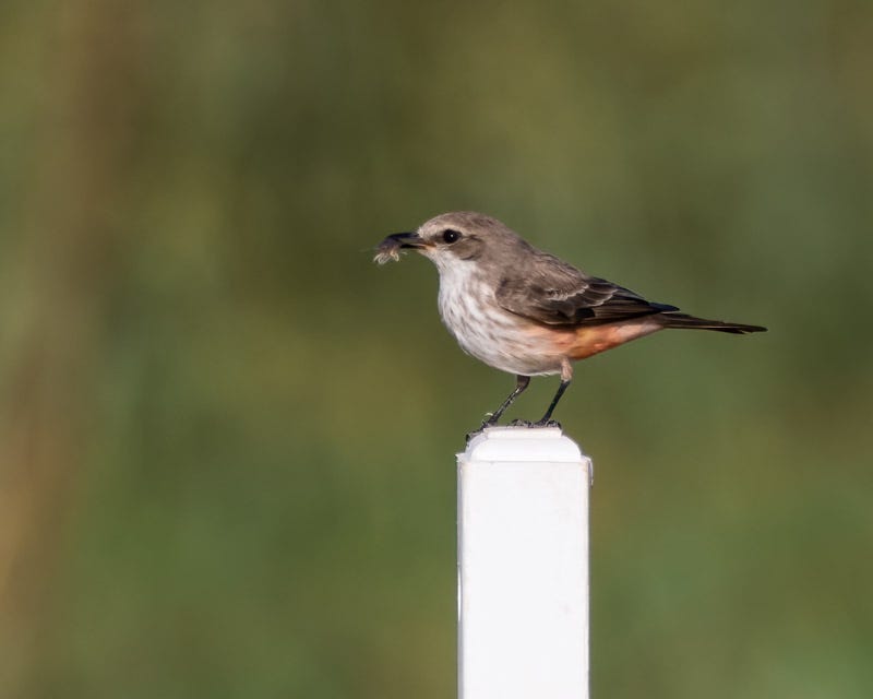 20260316-Sewailo-88-Edit.jpg 20260316-Sewailo-88-Edit.jpg