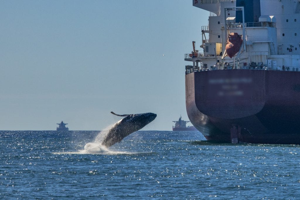 NGOs call on IMO to reduce underwater noise to save marine life - Maritime  Fairtrade