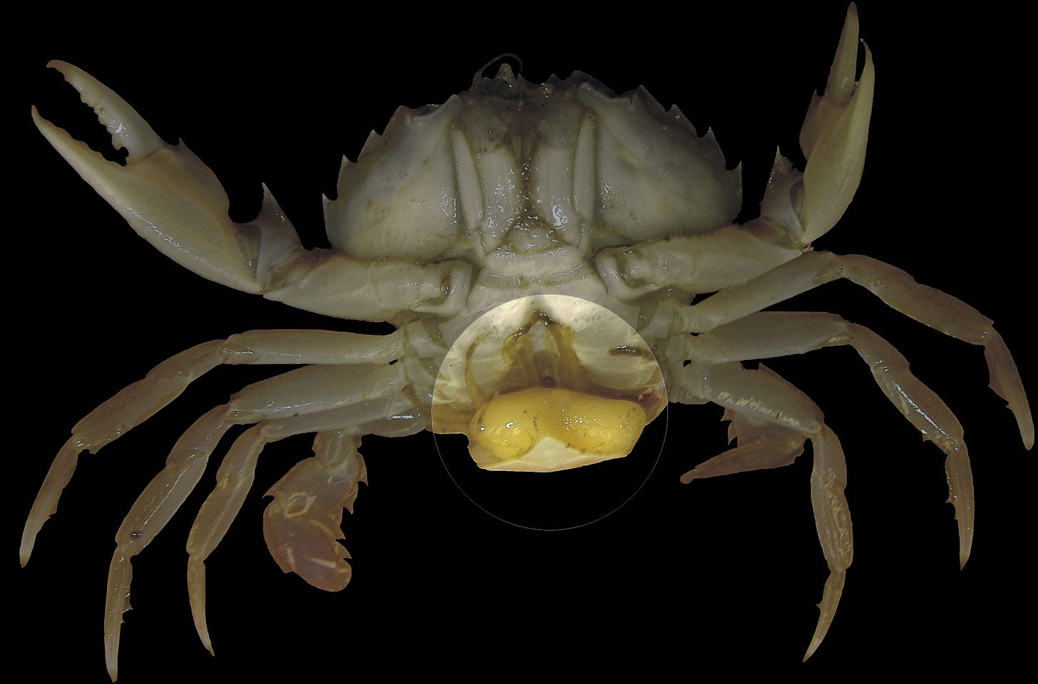 A parasitized crab displaying the yellow egg sac of a parasitic barnacle where its reproductive organs should be. A parasitized crab displaying the yellow egg sac of a parasitic barnacle where its reproductive organs should be.