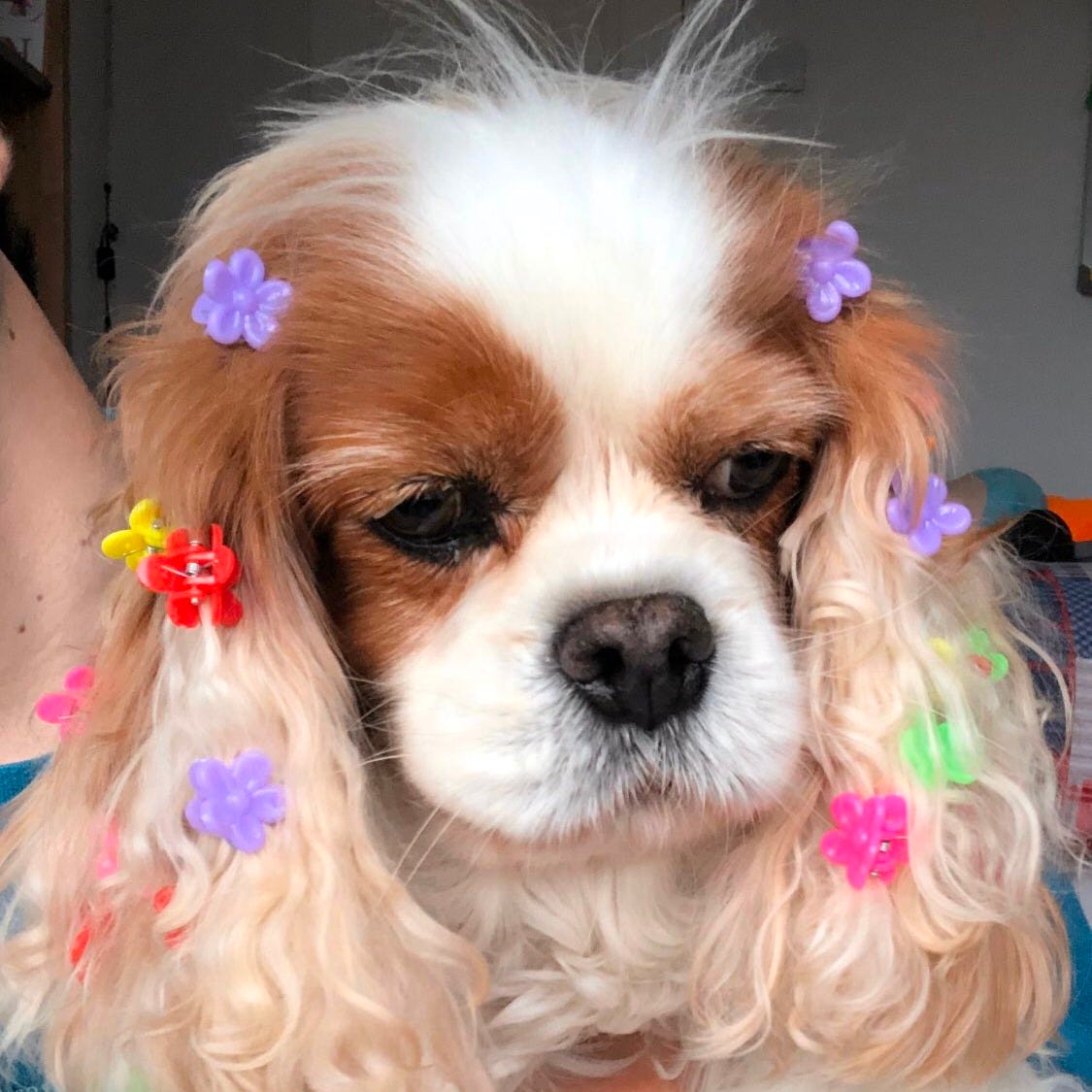 Artwork for GL DiVittorio