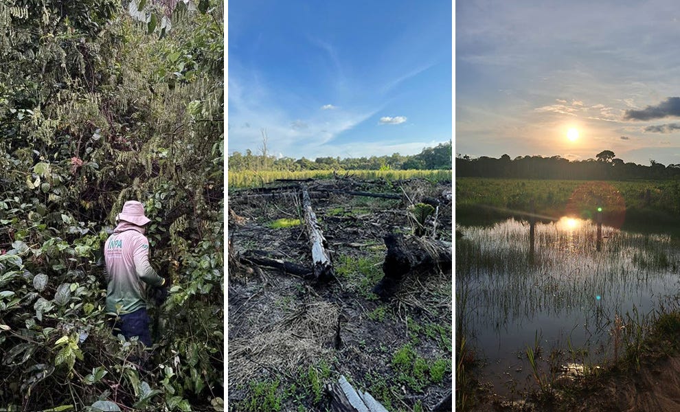 Pesquisador em trabalho de campo (à esquerda), área de desmatamento (ao centro) e solo úmido (à direita); pesquisadores discutem que o desmatamento pode estar relacionado à reemergência do vírus 