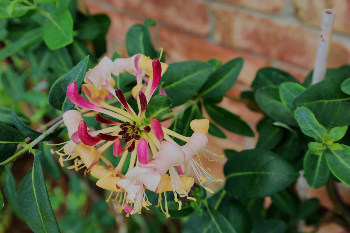 a peaches and cream honeysuckle bloom