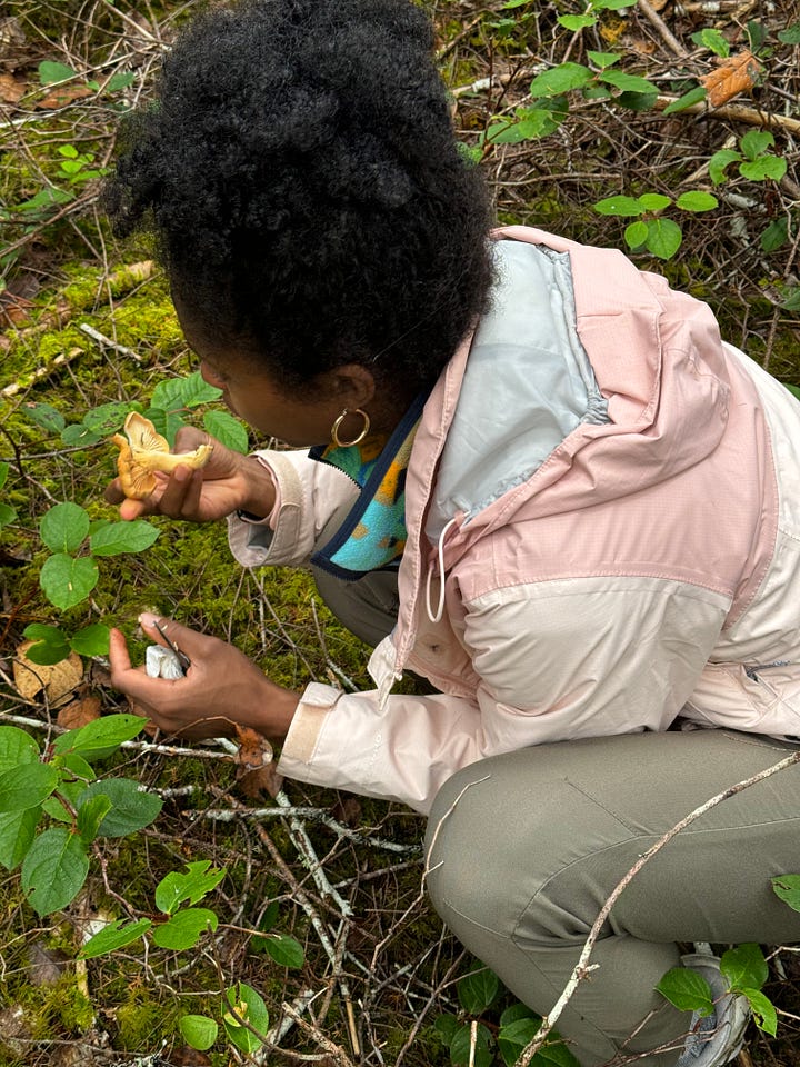 Foraging for chanterelles