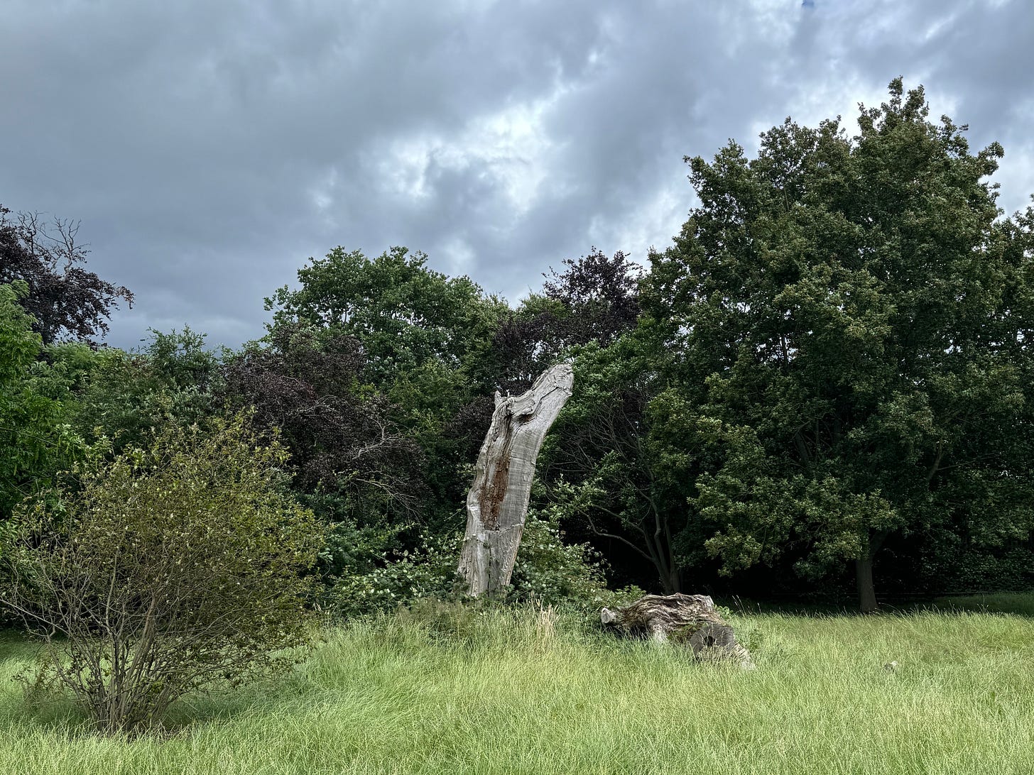 Long grass and verdant trees against a very stormy south London sky.