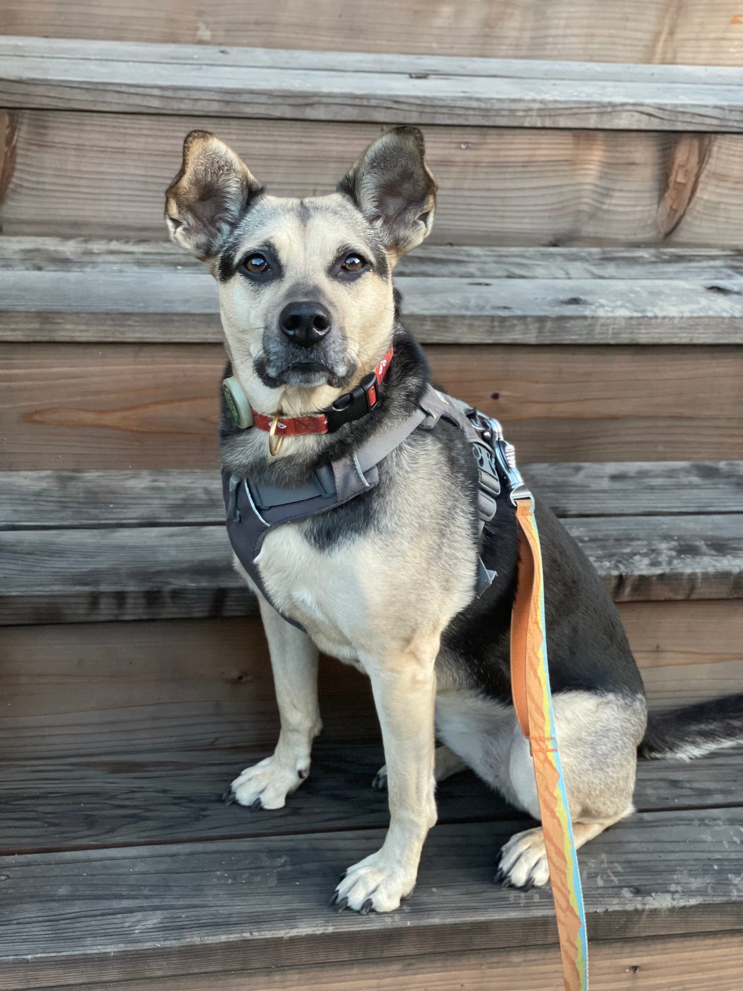 Ginny sitting on wooden stairs looking at the camera