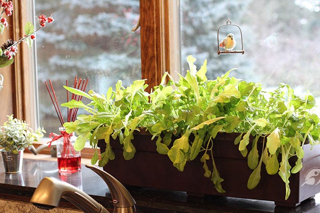lettuce in a planter in a sunny window