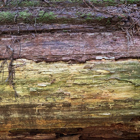 close up views of redwood bark in shades of brown and green