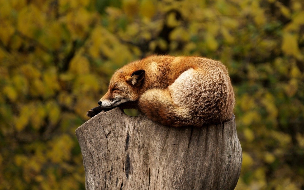 Free Fox Sleeping photo and picture Free Fox Sleeping photo and picture