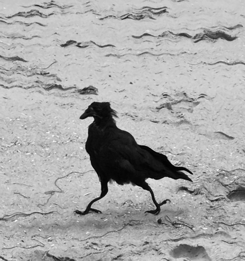 Scuzzy Crow. Copyrighted by Mark Tulin.