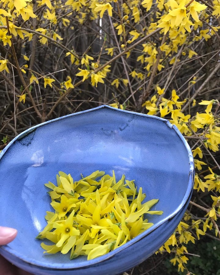 Forsythia blooms and cocktails
