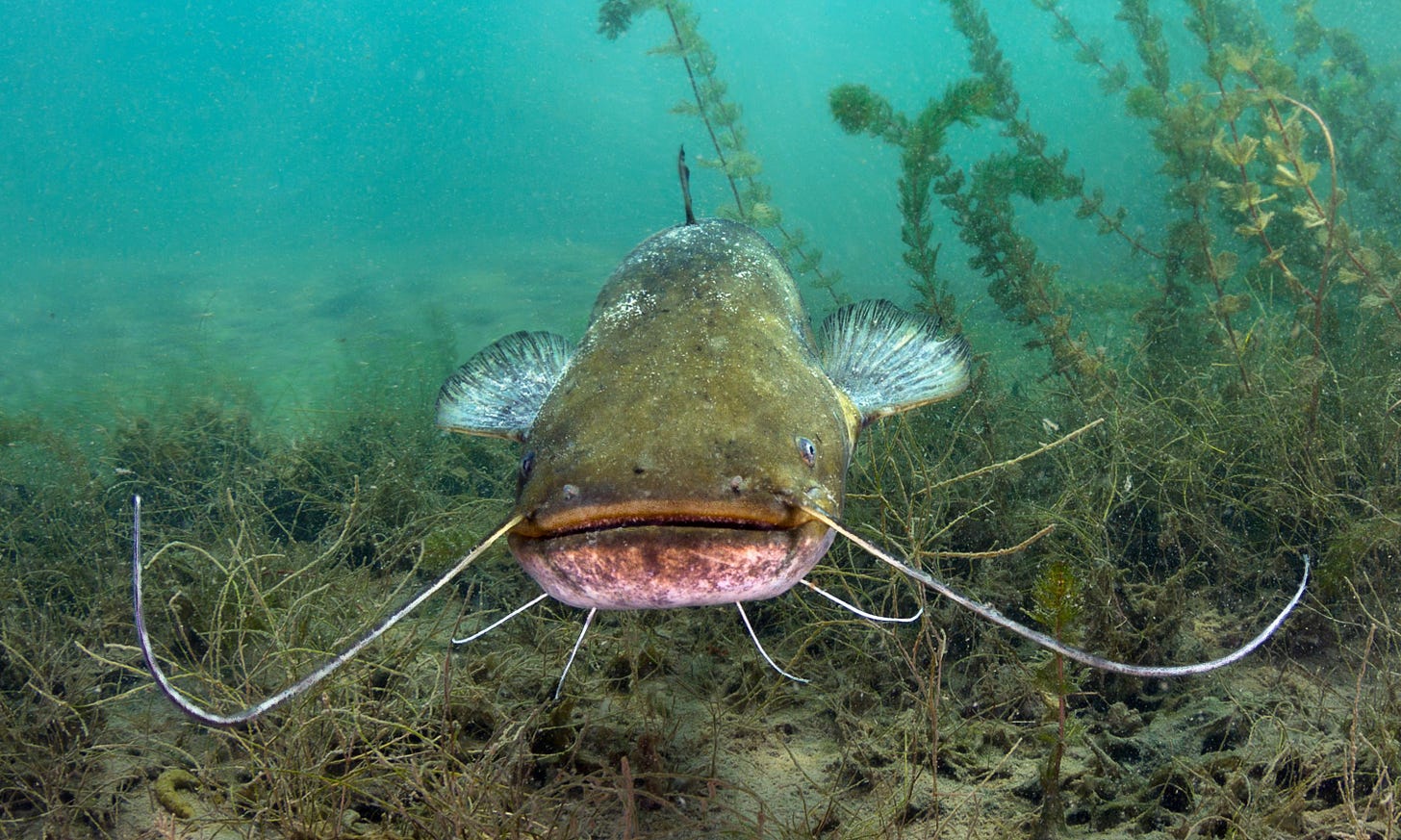 A large catfish looking directly at the viewer. A large catfish looking directly at the viewer.