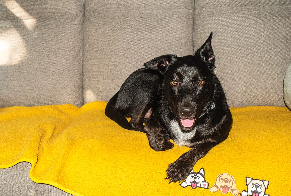 Molly the dig relaxing on the sofa.
