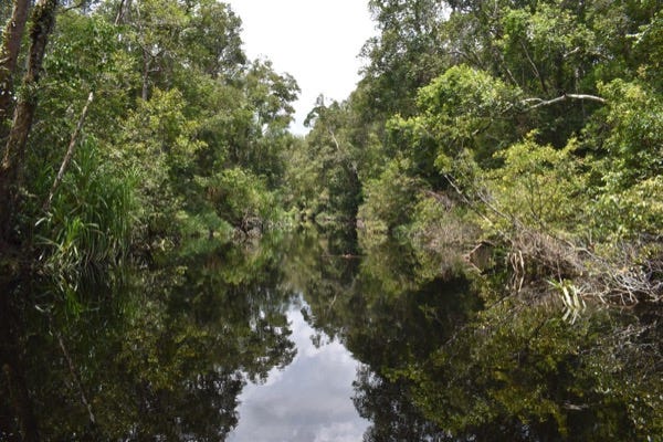Tanjung Puting: River like a mirror. Photo: Stuart McDonald