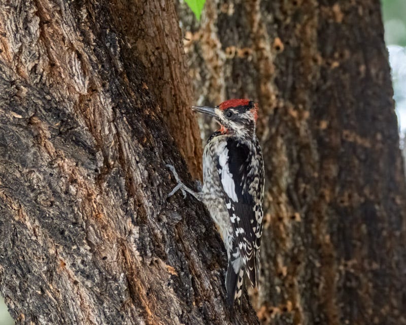 20260422-Chiricahuas-767-Edit.jpg