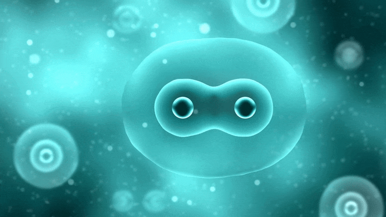 Cells Take Out the Trash Before They Divide To Give Their Offspring a Clean Slate Cells Take Out the Trash Before They Divide To Give Their Offspring a Clean Slate