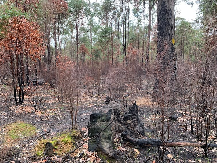 A burnt area of bushland.