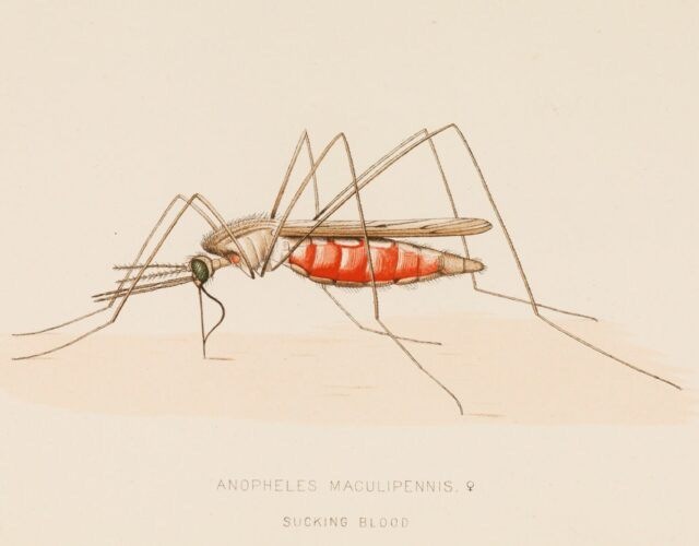 Our Oldest, Deadliest Foe | Science History Institute