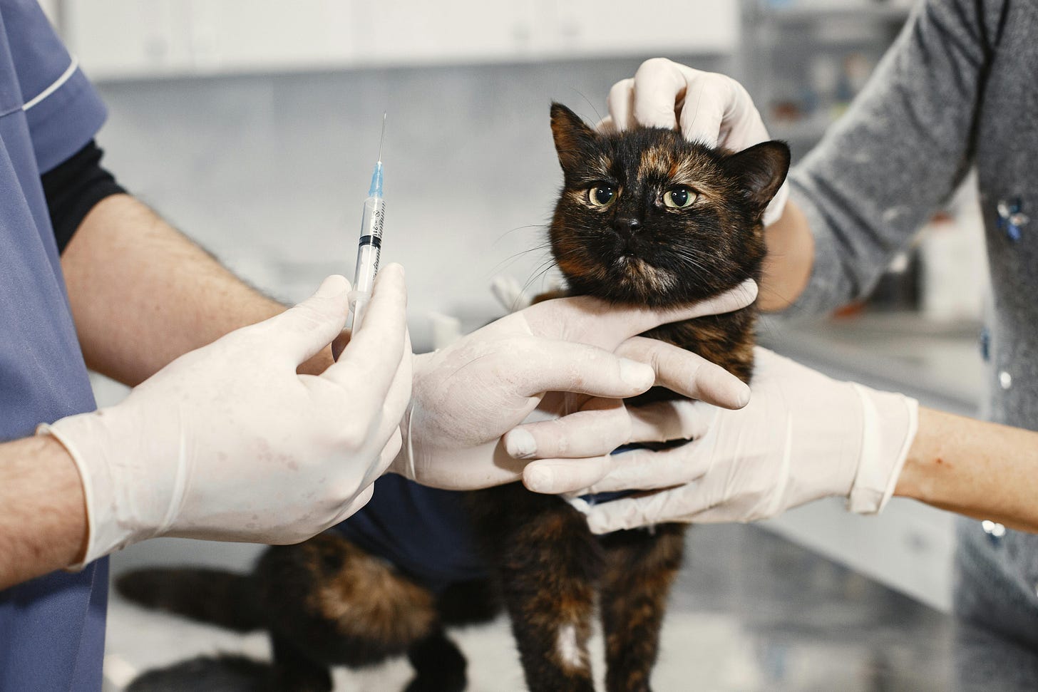 cat shot