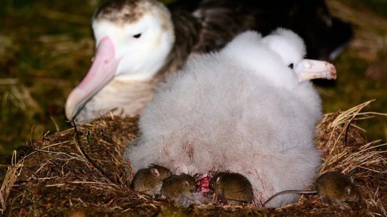 A bird with its babies in a nest

AI-generated content may be incorrect.